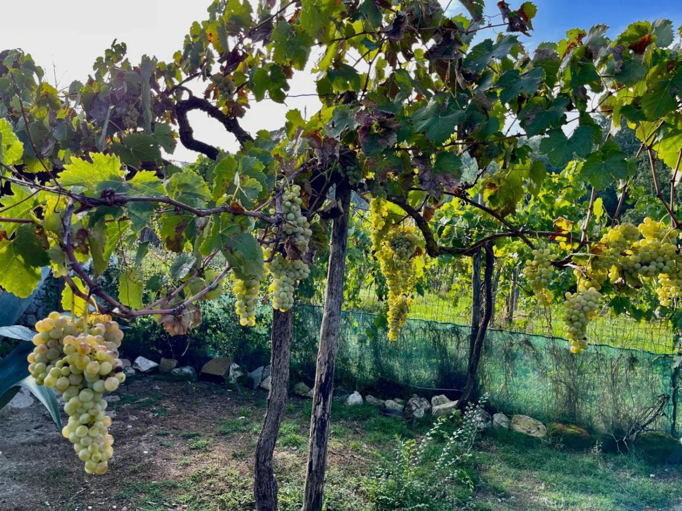 Villa De Luccheri Frasso Telesino Ngoại thất bức ảnh